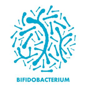best probiotics bifidobacterium