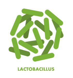 best probiotics lactobacillus